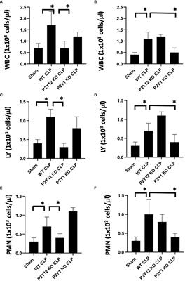 Sex-related differences in the response of anti-platelet drug therapies targeting purinergic signaling pathways in sepsis
